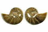 Jurassic Cut & Polished Nautilus (Cymatoceras) Fossil -Madagascar #288003-1